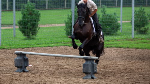 HorseID: 2318273 Cashmere’s Miss Tyra - PhotoID: 1105291