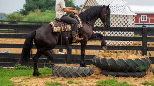 HorseID: 2318273 Cashmere’s Miss Tyra - PhotoID: 1105292