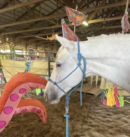 HorseID: 2318275 Renegades White Cloud - PhotoID: 1105252