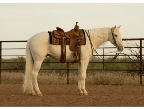 HorseID: 2318275 Renegades White Cloud - PhotoID: 1105254