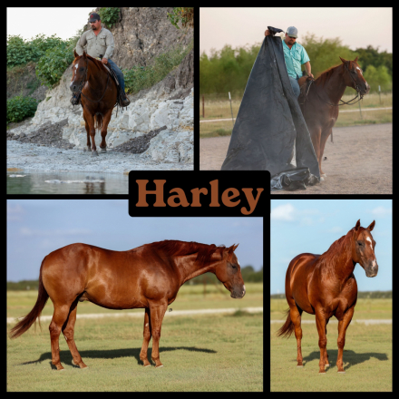 HorseID: 2318284 Harley - PhotoID: 1105296