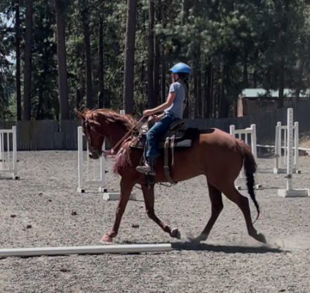 HorseID: 2318303 Stetson - PhotoID: 1105303