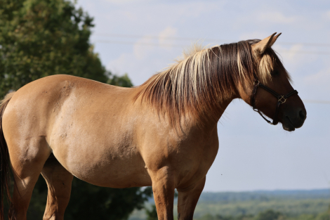 HorseID: 2318305 Cashmere - PhotoID: 1105304