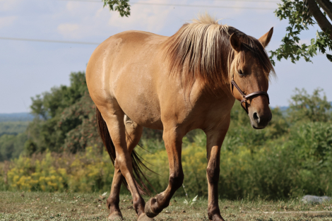 HorseID: 2318305 Cashmere - PhotoID: 1105305