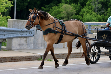 HorseID: 2318305 Cashmere - PhotoID: 1105306