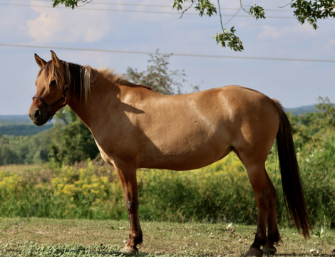 HorseID: 2318305 Cashmere - PhotoID: 1105307