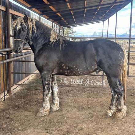 HorseID: 2318306 WJR Silver Nock Out - PhotoID: 1105308