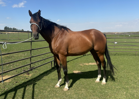 HorseID: 2318312 Stately Forest - PhotoID: 1105324