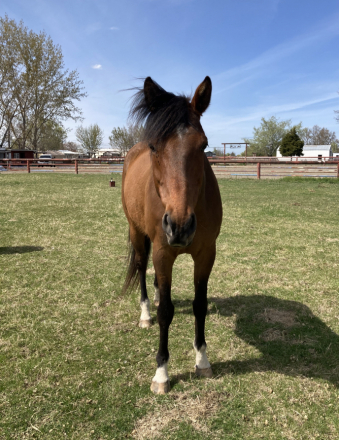 HorseID: 2318312 Stately Forest - PhotoID: 1105325