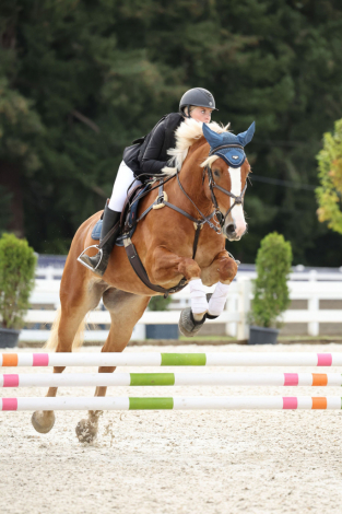 HorseID: 2318316 Solar Charged “Charge” - PhotoID: 1105310