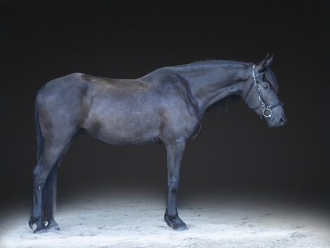 HorseID: 2318317 Let R Rip - PhotoID: 1105312