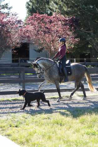 HorseID: 2318318 Hugo - PhotoID: 1105315