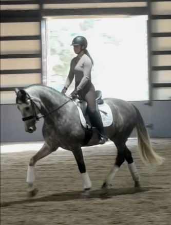 HorseID: 2318318 Hugo - PhotoID: 1105316