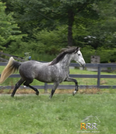 HorseID: 2318318 Hugo - PhotoID: 1105317