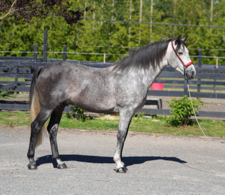 HorseID: 2318318 Hugo - PhotoID: 1105318