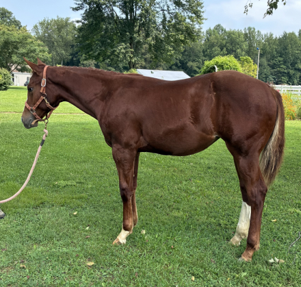 HorseID: 2318321 Sheza Salty Mechanic - PhotoID: 1105327