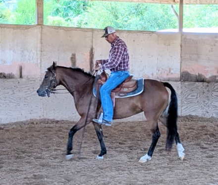 HorseID: 2318324 LOBOS CELTIC BONNIE - PhotoID: 1105331