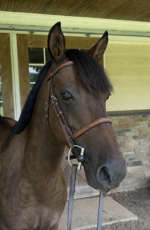 HorseID: 2318330 Armani - PhotoID: 1105333
