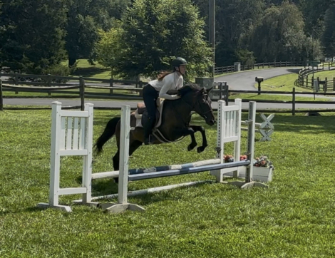 HorseID: 2318330 Armani - PhotoID: 1105336