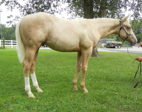 HorseID: 2318334 This Rock Is Gold - PhotoID: 1105337