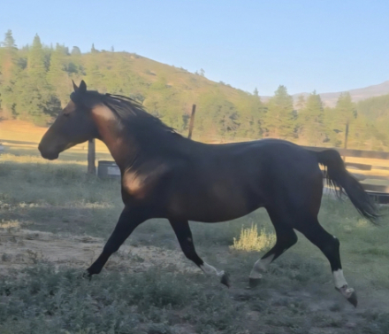 HorseID: 2318340 Divine Destiny - PhotoID: 1105345