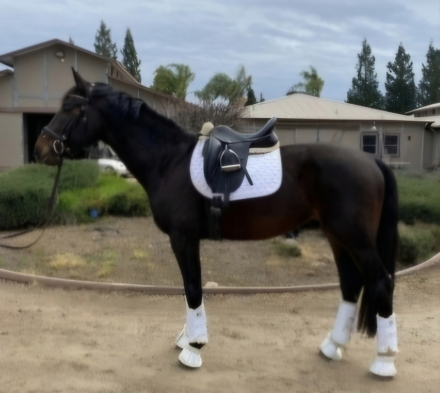 HorseID: 2318340 Divine Destiny - PhotoID: 1105346