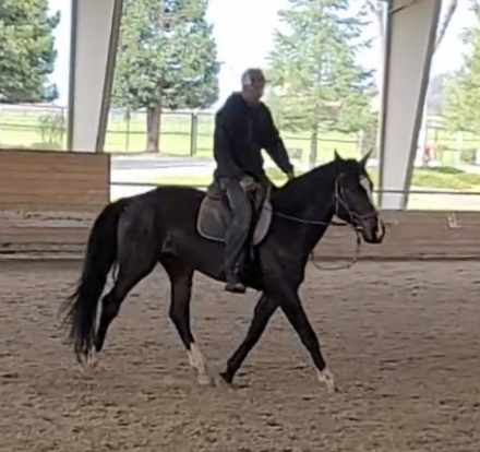 HorseID: 2318340 Divine Destiny - PhotoID: 1105348