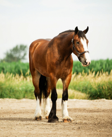 HorseID: 2318348 Marston - PhotoID: 1105353
