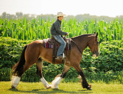 HorseID: 2318348 Marston - PhotoID: 1105355