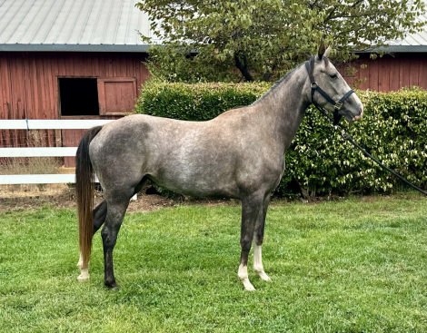 HorseID: 2318349 Jubilee - PhotoID: 1105357