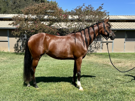 HorseID: 2318350 Lilly - PhotoID: 1105361
