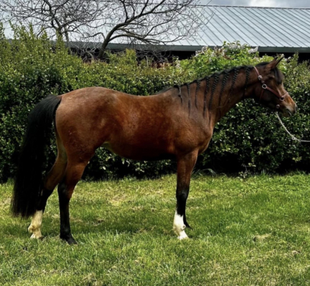 HorseID: 2318350 Lilly - PhotoID: 1105363