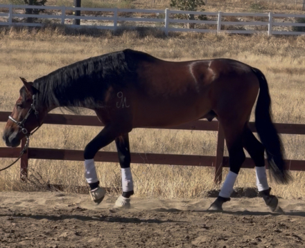 HorseID: 2318355 Ranger - PhotoID: 1105366