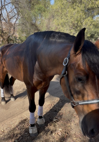 HorseID: 2318355 Ranger - PhotoID: 1105367