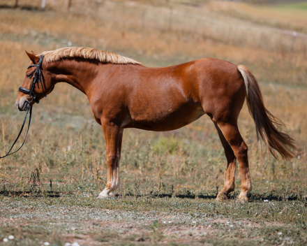 HorseID: 2318357 Sunshine Valley Rowan - PhotoID: 1105368
