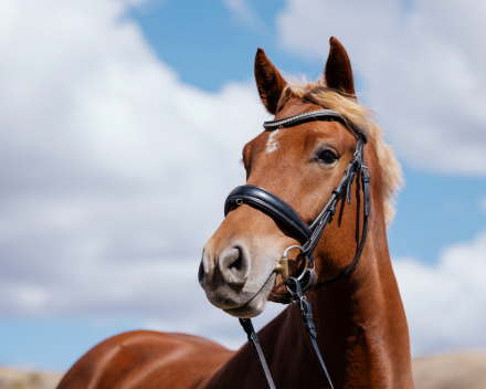 HorseID: 2318357 Sunshine Valley Rowan - PhotoID: 1105369