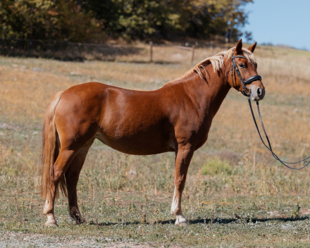HorseID: 2318357 Sunshine Valley Rowan - PhotoID: 1105370