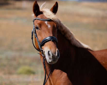 HorseID: 2318357 Sunshine Valley Rowan - PhotoID: 1105371