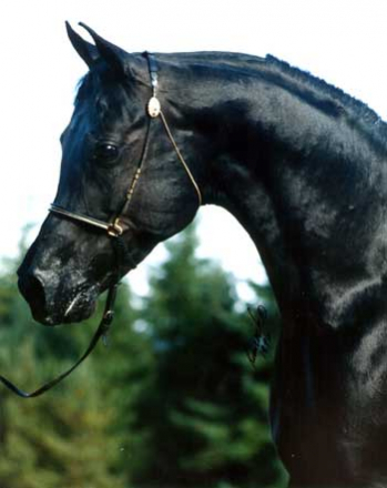 HorseID: 1972908 Haziz Halim - PhotoID: 1064759