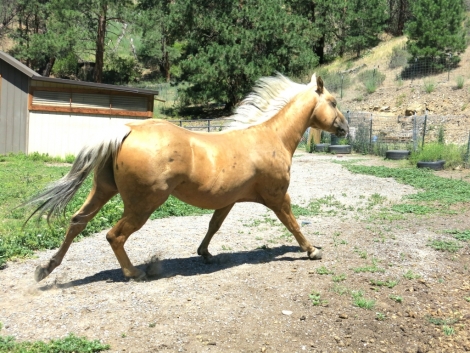 HorseID: 2180185 Chex Jess Ta Cash - PhotoID: 1034450