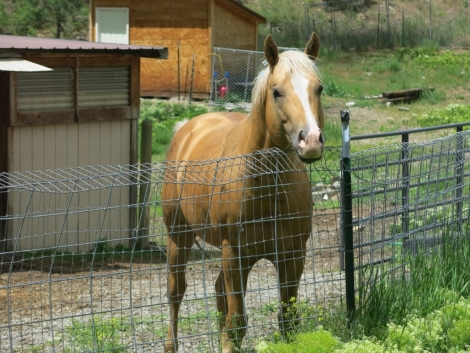 HorseID: 2180185 Chex Jess Ta Cash - PhotoID: 1034451