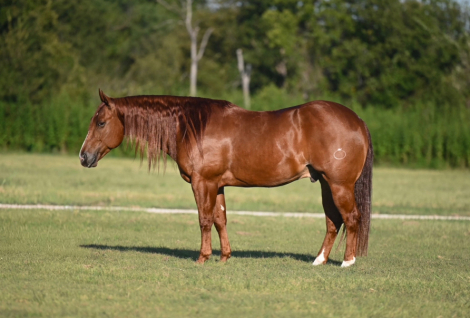 HorseID: 2246616 Dealin In Metallic - PhotoID: 1036979