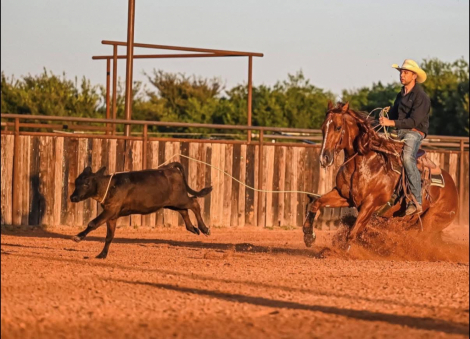 HorseID: 2246616 Dealin In Metallic - PhotoID: 1048804