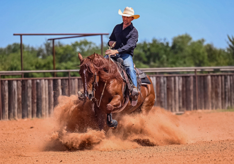 HorseID: 2246616 Dealin In Metallic - PhotoID: 1081216