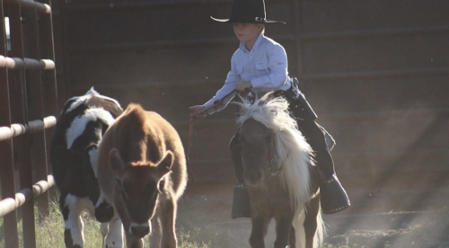 HorseID: 2246726 Jesse James - PhotoID: 1045895