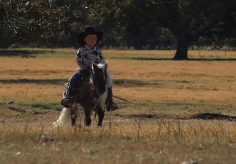 HorseID: 2246726 Jesse James - PhotoID: 1076466