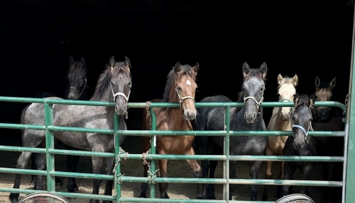 HorseID: 2247386 Witten Creek Friesian Sporthorse Foals 2024 - PhotoID: 1033387