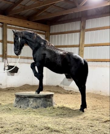HorseID: 2247386 Witten Creek Friesian Sporthorse Foals 2024 - PhotoID: 1033388