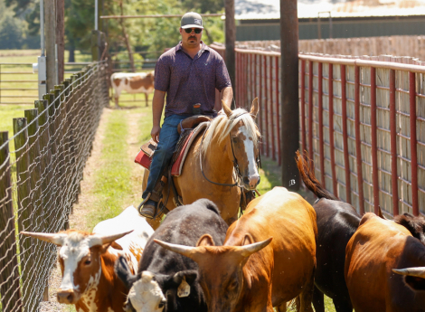 HorseID: 2247445 Spot A Fire Water - PhotoID: 1068831