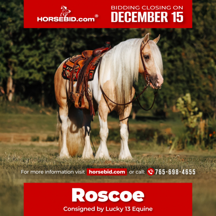 HorseID: 2247446 Roscoe - PhotoID: 1042233